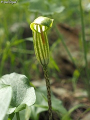 Arisarum vulgare