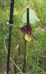 Arum palaestinum