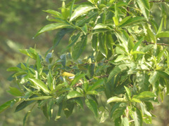 Aegithina nigrolutea