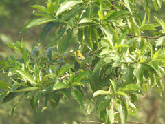 Aegithina nigrolutea