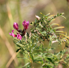 Astragalus cornutus