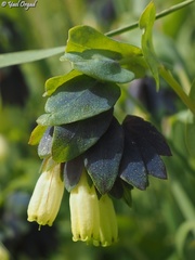 Cerinthe palaestina