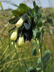 Cerinthe palaestina