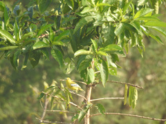 Aegithina nigrolutea