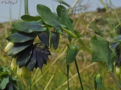 Cerinthe palaestina