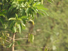 Aegithina nigrolutea