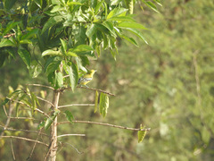 Aegithina nigrolutea