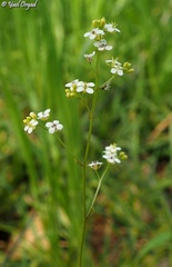 Crambe hispanica