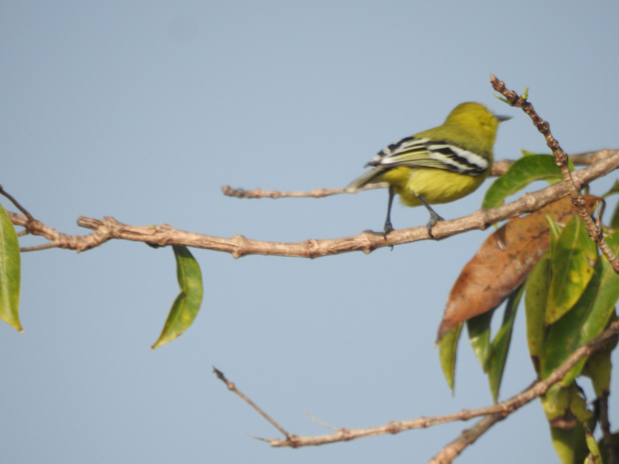 Marshall's Iora (Aegithina nigrolutea), photo 7