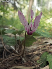 Cyclamen persicum