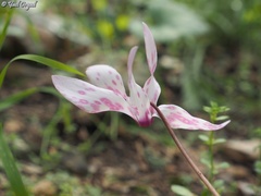 Cyclamen persicum