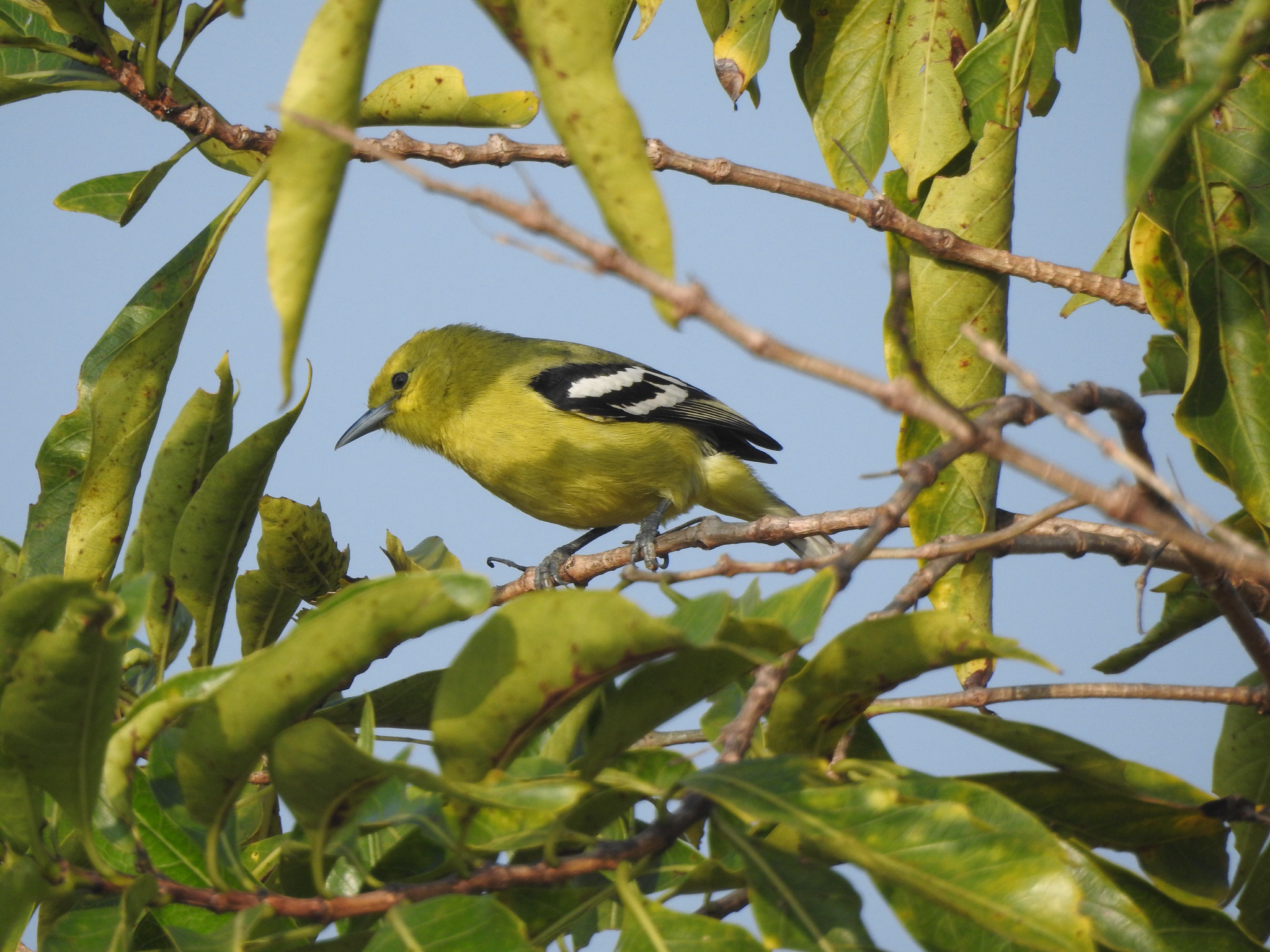 Marshall's Iora (Aegithina nigrolutea), photo 6