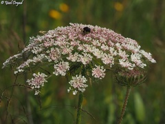 Daucus carota