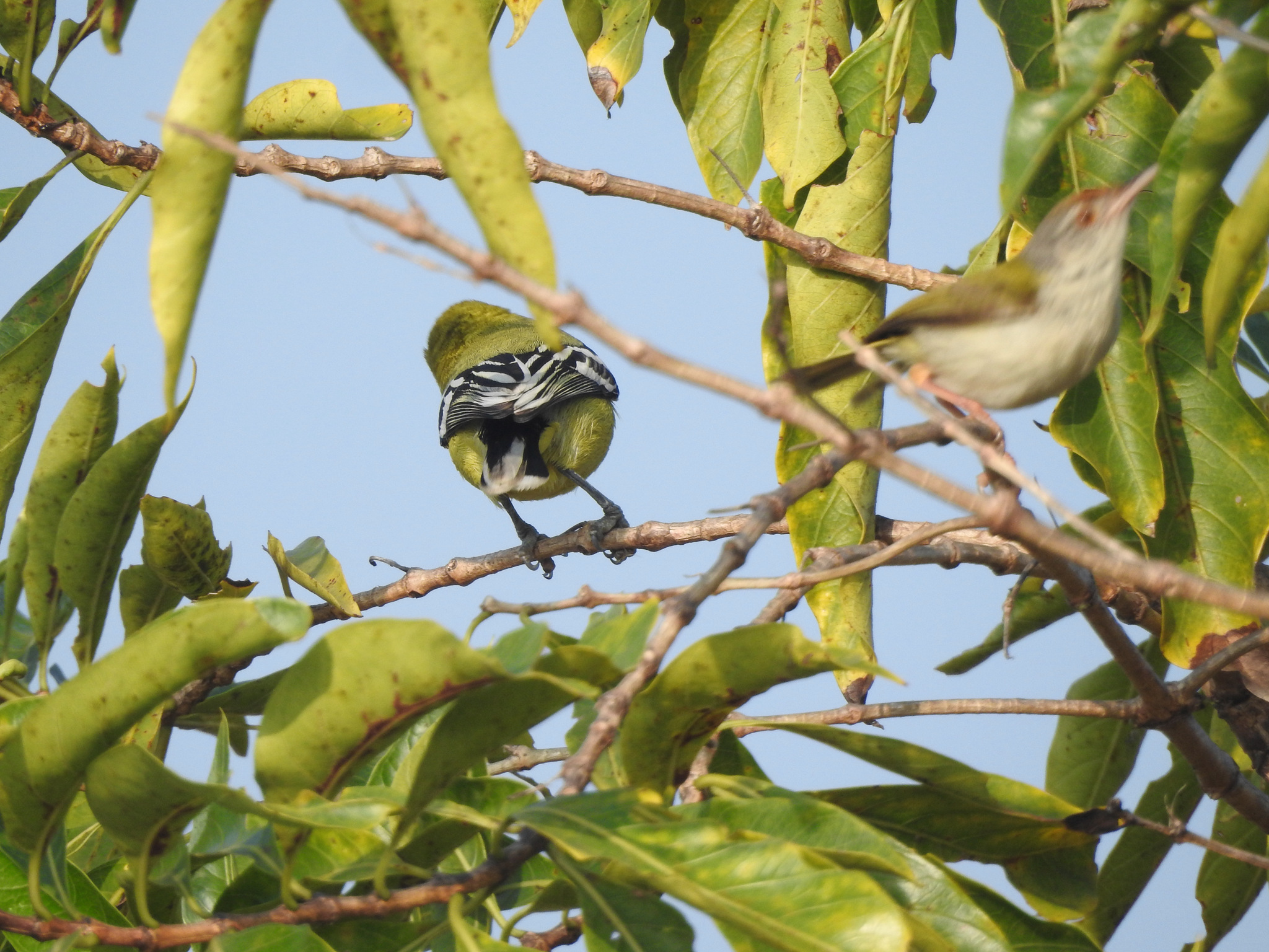 Marshall's Iora (Aegithina nigrolutea), photo 8