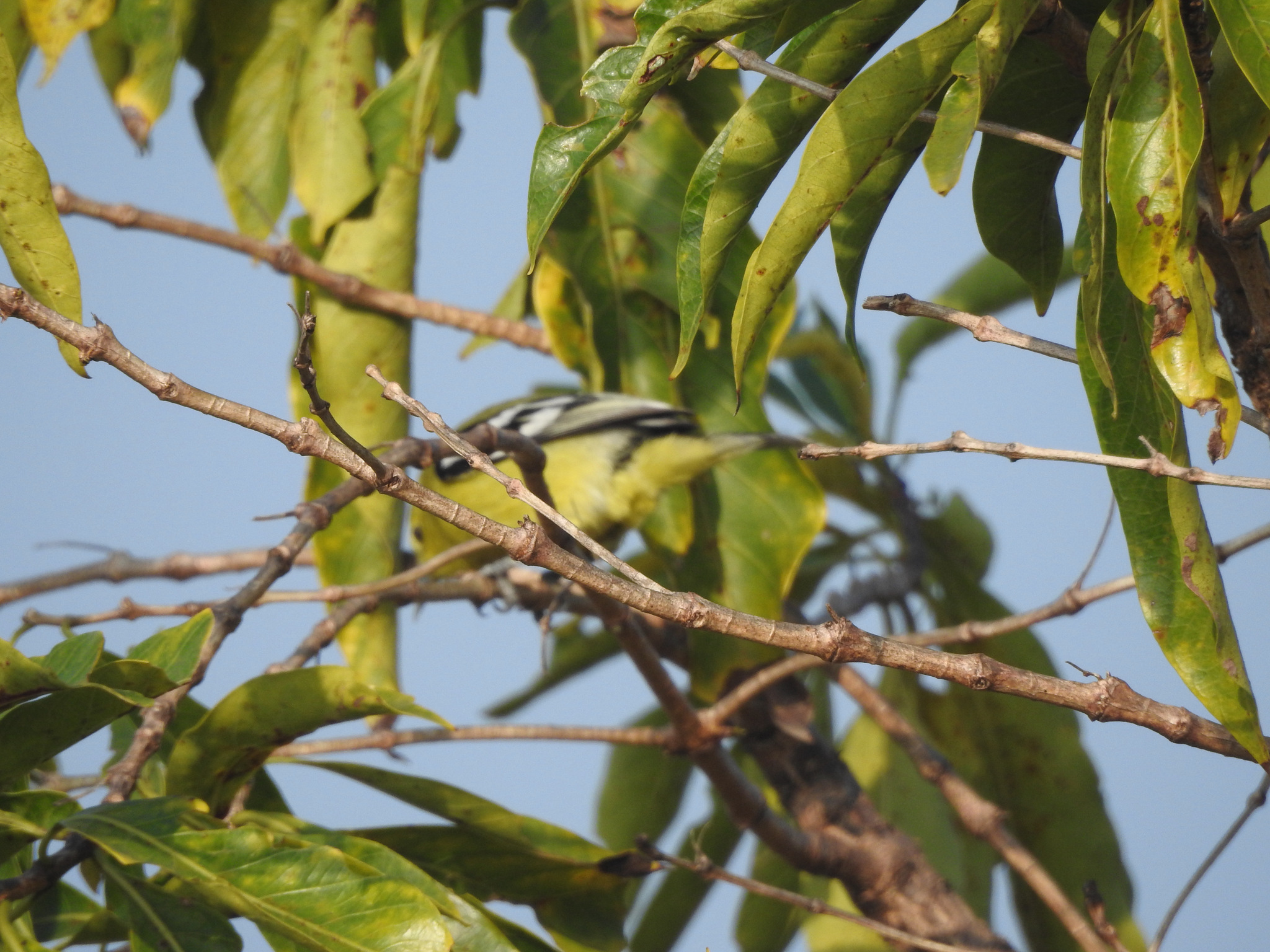 Marshall's Iora (Aegithina nigrolutea), photo 9