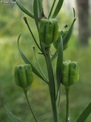 Fritillaria persica