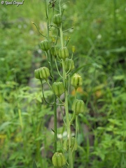 Fritillaria persica