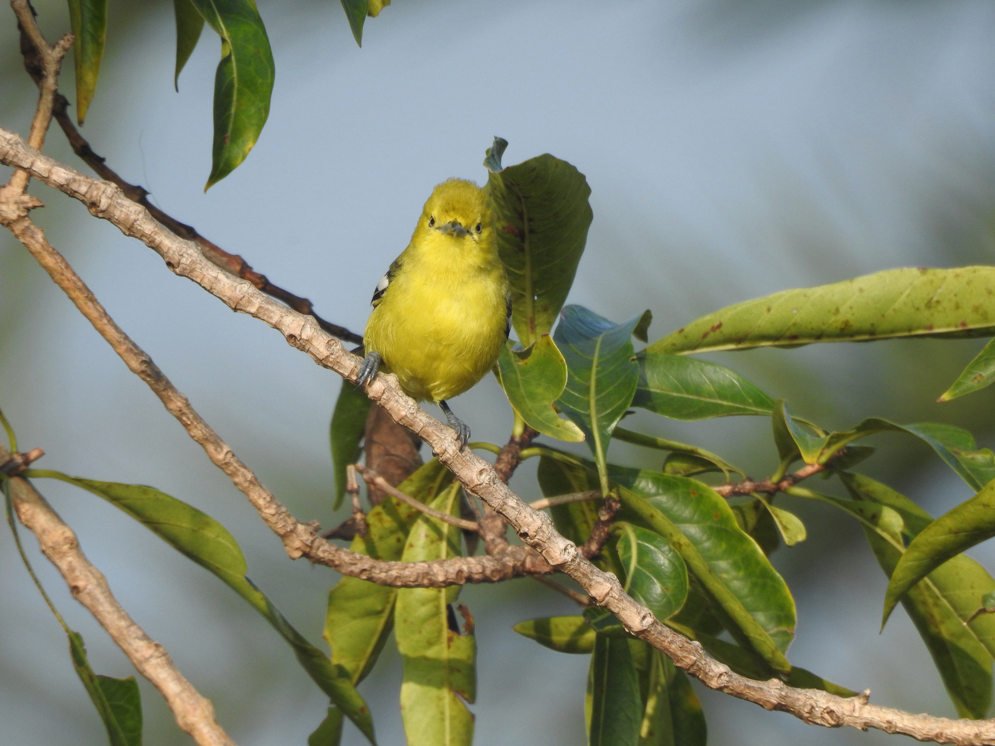 Marshall's Iora (Aegithina nigrolutea), photo 10