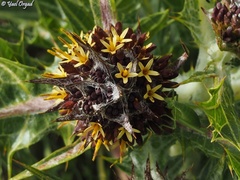 Gundelia tournefortii