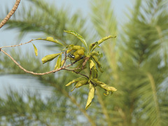 Aegithina nigrolutea