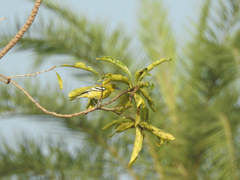 Aegithina nigrolutea