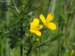 Chrysojasminum fruticans