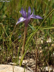Moraea sisyrinchium
