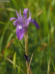 Moraea sisyrinchium