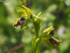 Ophrys lutea galilaea