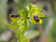 Ophrys lutea galilaea