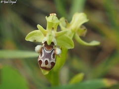 Ophrys umbilicata