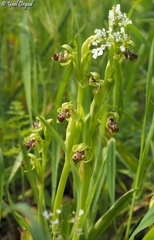 Ophrys umbilicata