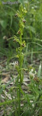 Ophrys umbilicata
