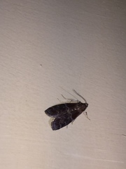 Euzophera ostricolorella