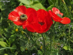 Ranunculus asiaticus