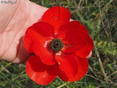 Ranunculus asiaticus
