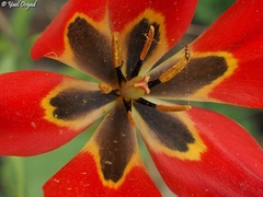 Tulipa agenensis