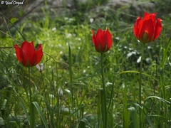 Tulipa agenensis