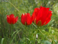 Tulipa agenensis