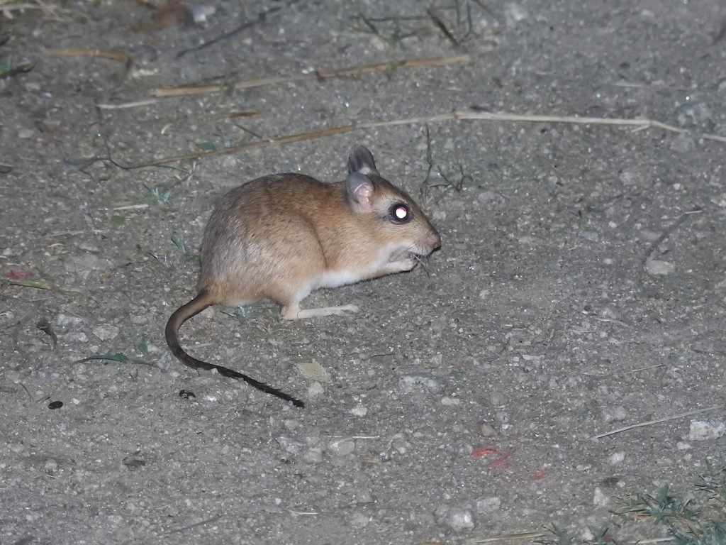 Indian Gerbil