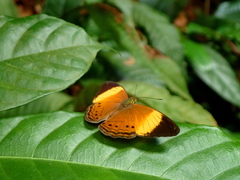 Cirrochroa orissa