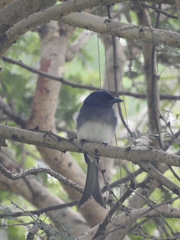 Dicrurus caerulescens