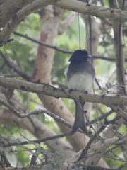 Dicrurus caerulescens