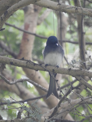Dicrurus caerulescens