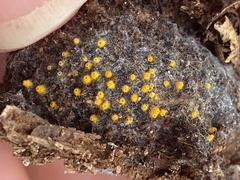 Arachnopeziza aurelia