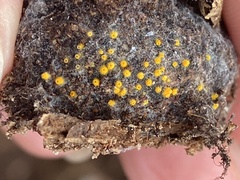 Arachnopeziza aurelia