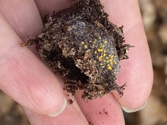 Arachnopeziza aurelia