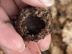 Arachnopeziza aurelia