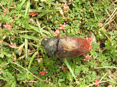 Sternocera chrysis