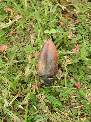 Sternocera chrysis